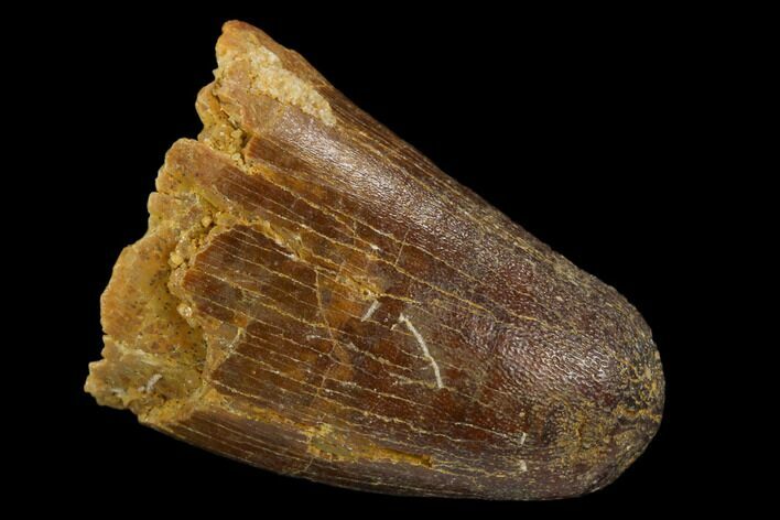 Cretaceous Fossil Crocodile Tooth - Morocco #122486